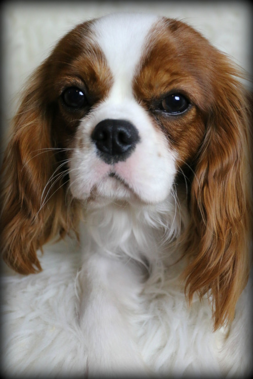 Cavalier king charles spaniel breeders hot sale pacific northwest